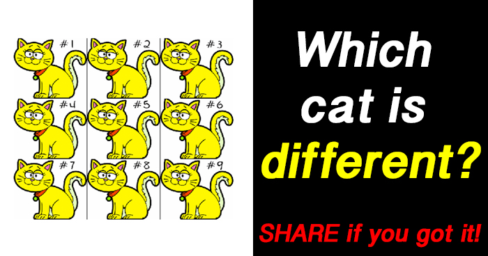 which-cat-is-different-riddle